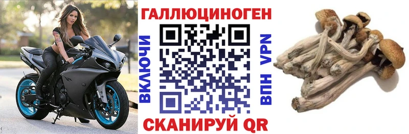 купить   Отрадный  Псилоцибиновые грибы Cubensis 
